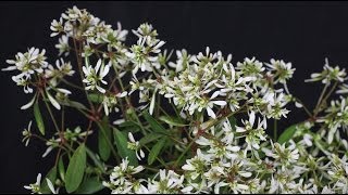 Euphorbia hypericifolia  Zauberschnee Diamond Frost [upl. by Lyred664]