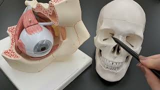 Skull Anatomy Series  Anatomy of the Orbit  Orbit Bones and Openings  Part 4 of 9 [upl. by Alletse]