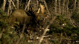 Newfoundland Moose Hunt [upl. by Philo543]