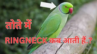 Parrot me Ringneck kabse ana start hota hai birds mittoo ringneckparrot ringneck parrotlover [upl. by Adilen]