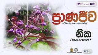 නික  Vitex negundo  ප්‍රාණජිව  දේශීය ඔසු පැළ හදුනා ගනිමු [upl. by Nimajeb81]