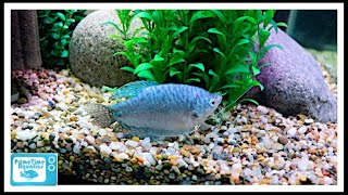 Gourami Care  The Good  The Bad and The Beautiful [upl. by Hedvige]