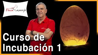 Incubación de Huevos de Gallina  Éclosión De Huevos de Gallina  Cómo Cuidar Pollitos bebés 2022 [upl. by Lynde]