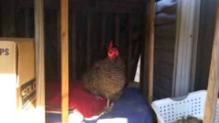 Chickens being loud [upl. by Rosalba]