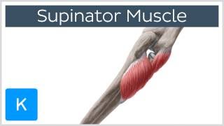 Supinator Muscle  Origins amp Function  Human Anatomy  Kenhub [upl. by Giulio]