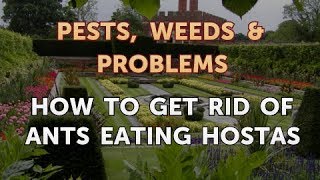 How to Get Rid of Ants Eating Hostas [upl. by Hterag]