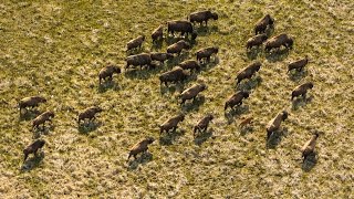 Meet Americas only wild wood bison [upl. by Ginni]