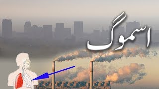 What is Smog How does it form and its effects  UrduHindi [upl. by Aleck]