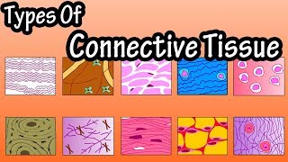 Types Of Connective Tissue  What Is Connective Tissue  Functions Of Connective Tissue [upl. by Adhamh]