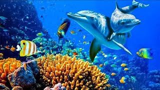 Relaxing Music to Relieve Stress Anxiety and Depression • Mind Body 🐬 Soothing music for nerves [upl. by Aleahc]