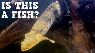 Alligator Dinosaur Lizard Fish A Profile Of The Bichir My New Favorite Aquarium Fish [upl. by Fernando]