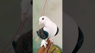 shorts Black sartin kabutar pigeon youtube shortsfeed trending video shortvideo [upl. by Mireille]