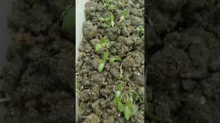 grow verbena from seeds flower nature plant [upl. by Ilse]