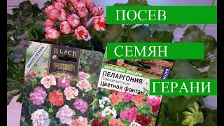 Выращивание пеларгонии из семян легко и просто [upl. by Ohnuj]