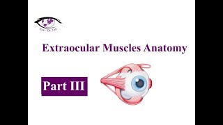 Extraocular Muscles Anatomy Part 3 of 3  Eye  DrTuti [upl. by Eohce]