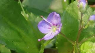 American Brooklime [upl. by Eleaffar535]