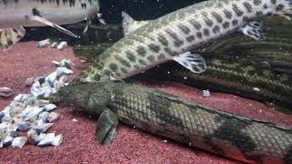 Polypterus Endlicheri Bichir amp True Spotted Gar feeding TSG [upl. by Aicenaj]