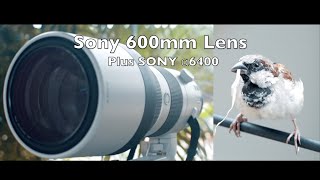 Field test of Sony 200600mm F5663 G OSS lens for wildlife photography paired with Sony a6400 [upl. by Oman200]