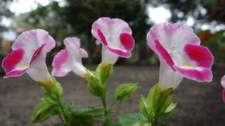 Torenia fournieri  Wishbone flower [upl. by Lancaster]