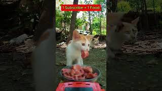 Food Delivery for Cats Using RC Car  ViralHog cat [upl. by Eseerahs]