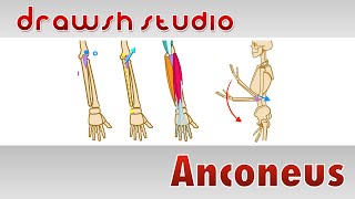 The Anconeus Muscle [upl. by Liederman]