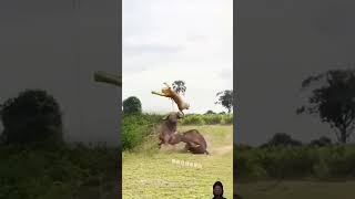 Loin vs Buffalo Bufflo fighting with loin animals zroytshorts horrorstories [upl. by Leerzej602]