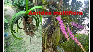 How to mount Aerides multiflora [upl. by Huberty]