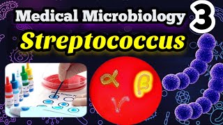 Streptococcus شرح بالعربي Morphology Classification and identification [upl. by Ahtebbat]