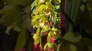 ¿Empezamos a Cuidar Cymbidium desde cero [upl. by Nyloj]