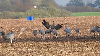 Vroege Vogels  Dansende kraanvogels [upl. by Bent722]