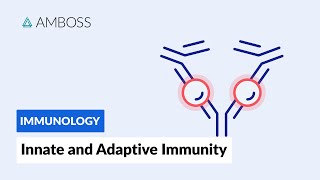 Innate and Adaptive Immunity Types of Immune Responses Full version [upl. by Luehrmann]