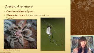 Identifying Arthropod Groups That Arent Insects [upl. by Anitnauq]