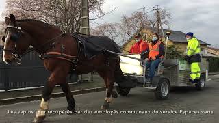 VIDÉO À Thouars les vieux sapins se collectent à cheval [upl. by Garnett]