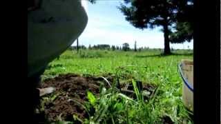 How to catch a mole the perfect mole trap [upl. by Ylac]