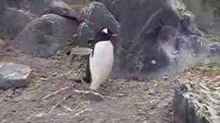 Gentoo penguins [upl. by Gowrie]