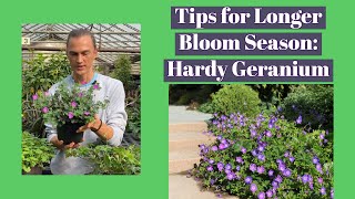 Hardy Geranium How to Get More Flowers amp ReBlooming [upl. by Paryavi166]