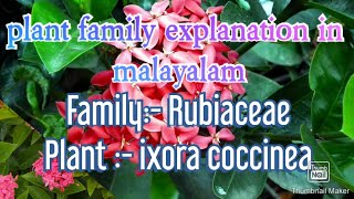 FAMILY RUBIACEAE family explanation in Malayalam using plants [upl. by Lucho]