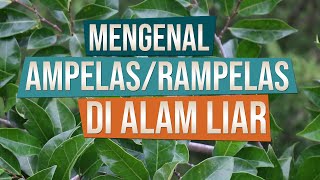 Mengenal Pohon Ampelas Ficus tinctoria subsp gibbosa Di Alam Liar [upl. by Wagoner]