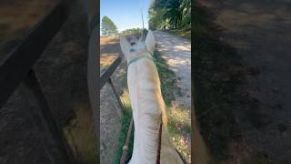 Did some hill work fyp horse barrelhorse barrelracing [upl. by Eetsirhc]