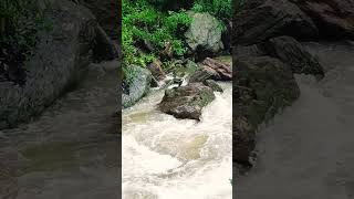 Cormorant hunting fish in the river pokhriabong rhangbhang darjeeling cormorant [upl. by Emmuela]