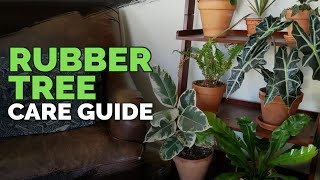 How to Care for The Rubber Tree Plant Ficus elastica [upl. by Asillam]