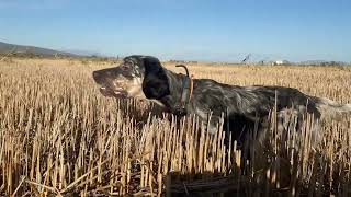 Perdix perdix Thëllëza fusheIagoEnglishsetter [upl. by Nelrac]