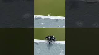 Scale Insect takes flight next to Jumping Spider [upl. by Aynekal673]