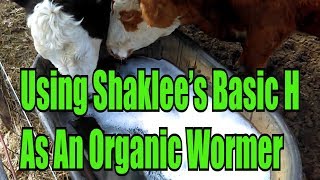 Worming Cattle With Shaklee Basic H [upl. by Grose]