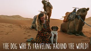 Traveling with dog around the world by backpacking hitchhiking [upl. by Aicele]