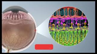 Science facts How does the bionic eye function [upl. by Redleh]