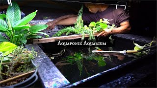 Create A Better Aquarium with Aquaponics [upl. by Sreip897]