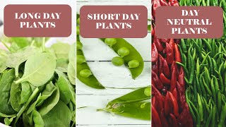 Classify the following plants in to Long day plants LDP short day plants SDP and day [upl. by Nidnerb]