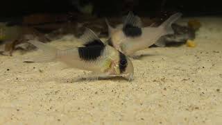 Corydoras Cw51 y Apistogramma megaptera [upl. by Eisele]