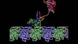 Kinesin Transport Protein [upl. by Ernestus552]